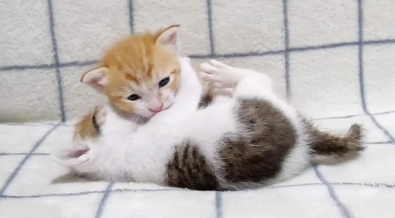 プロレスごっこする子猫達
