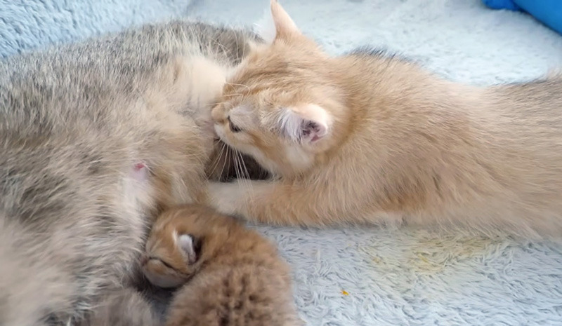 ミルクを飲む大きな子猫