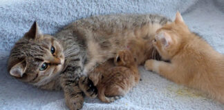 ミルクを飲む大きな子猫