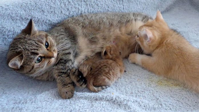 ミルクを飲む大きな子猫