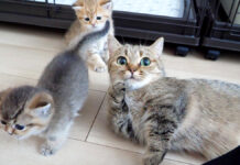 かまってアピールするママ猫