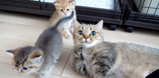 かまってアピールするママ猫