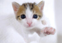 抱っこして欲しい子猫