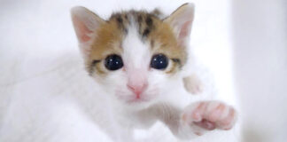 抱っこして欲しい子猫