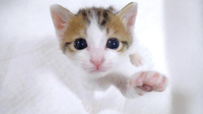 抱っこして欲しい子猫