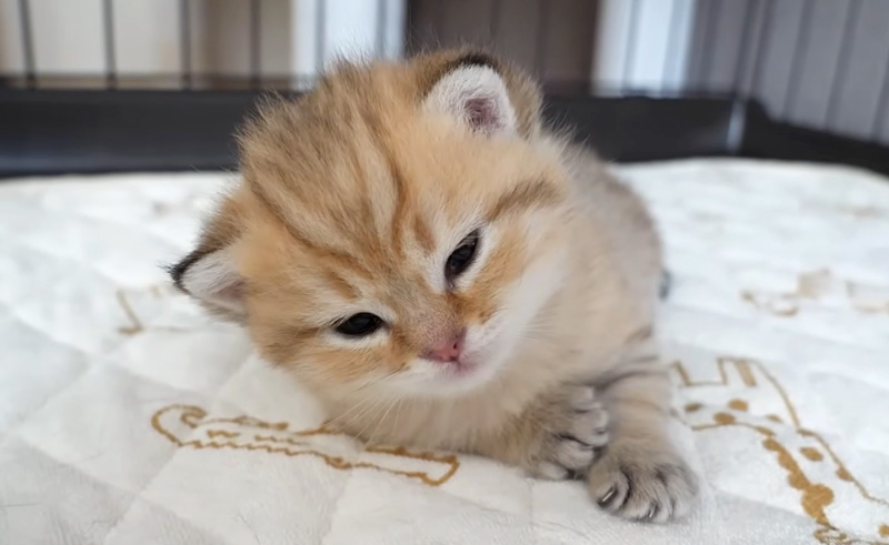 遊び疲れた子猫