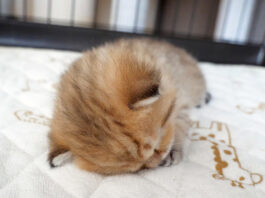 遊び疲れて寝落ちした子猫