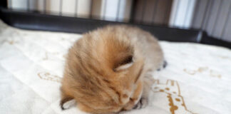 遊び疲れて寝落ちした子猫