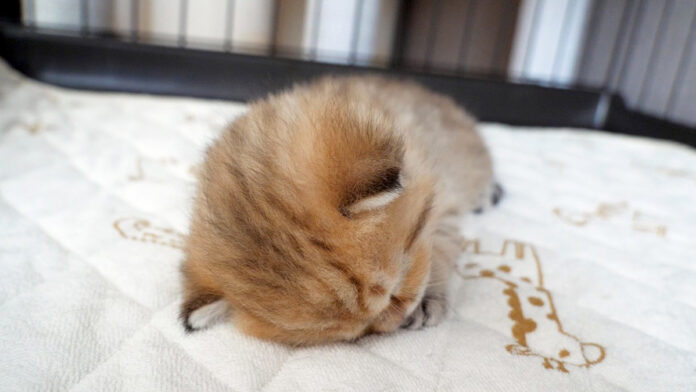 遊び疲れて寝落ちした子猫