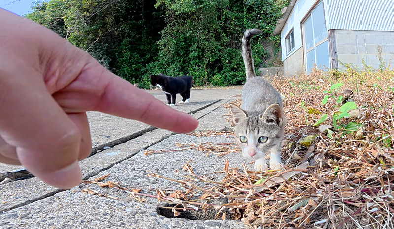 海の近くで出会った子猫