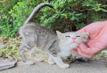 自分の可愛さを分かっているあざとい子猫