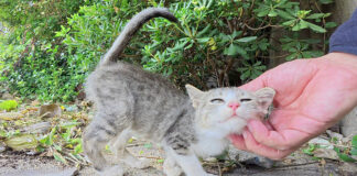 自分の可愛さを分かっているあざとい子猫