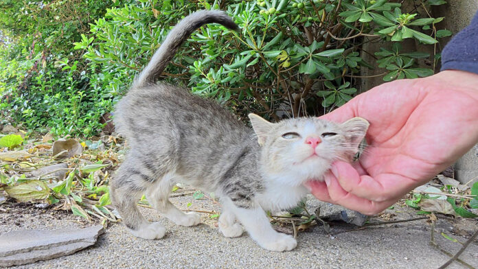 自分の可愛さを分かっているあざとい子猫