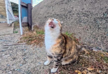 防波堤の下にいた猫