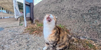 防波堤の下にいた猫