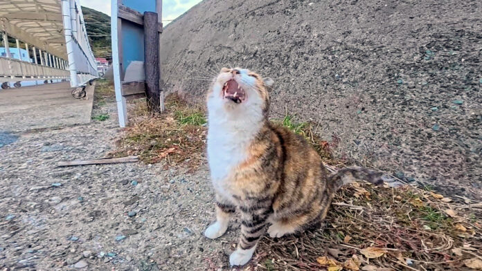 防波堤の下にいた猫