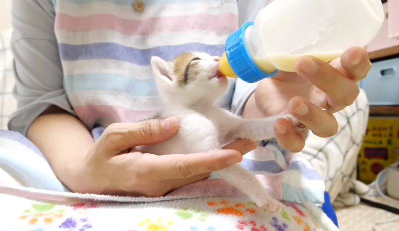 ミルクを飲む子猫