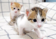 超音波みたいな声で鳴く子猫