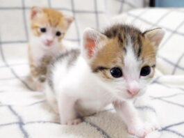 超音波みたいな声で鳴く子猫