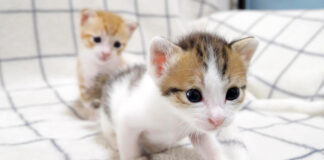 超音波みたいな声で鳴く子猫