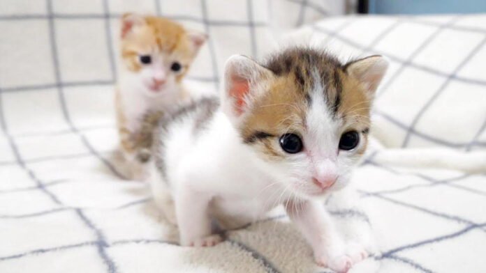 bokunomilk_neko_title 超音波みたいな声で鳴く子猫