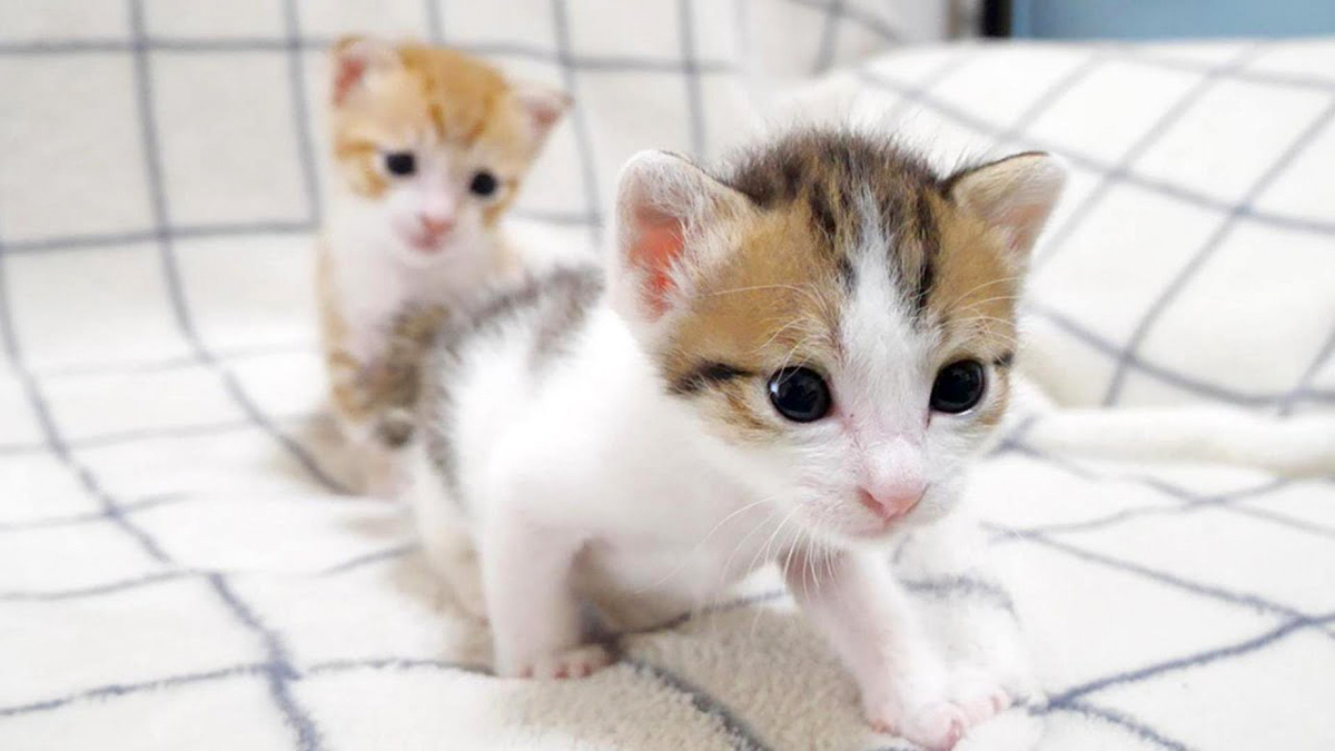 ぼくのミルクどこ？」と超音波みたいな声で鳴く子猫が可愛い