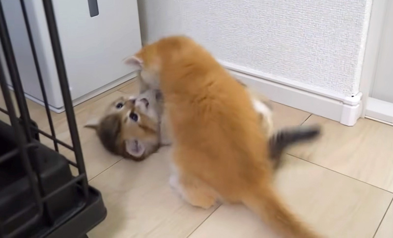 ちょっかいを出し合う子猫達