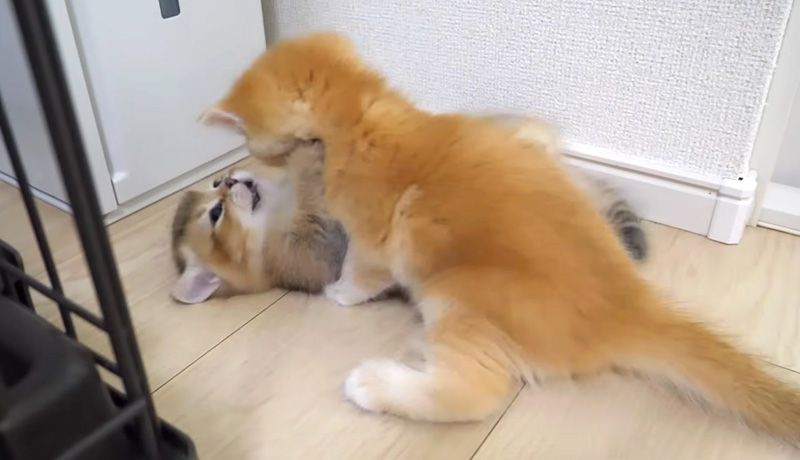 喧嘩する子猫達