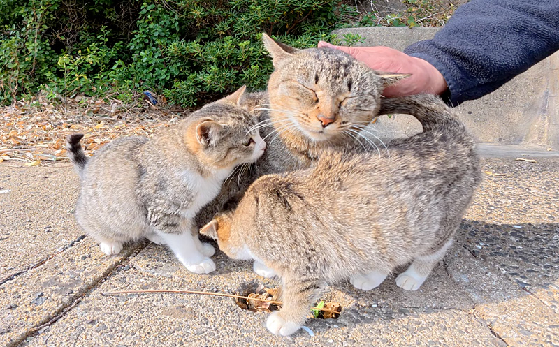 撫でられる母猫
