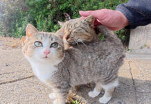 大好きなママに甘えまくる子猫の姉妹。ママから片時も離れたくない様子が可愛すぎる♡ ママのことが大好きな子猫達