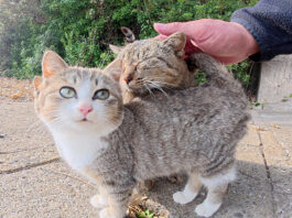 ママのことが大好きな子猫達