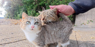 ママのことが大好きな子猫達