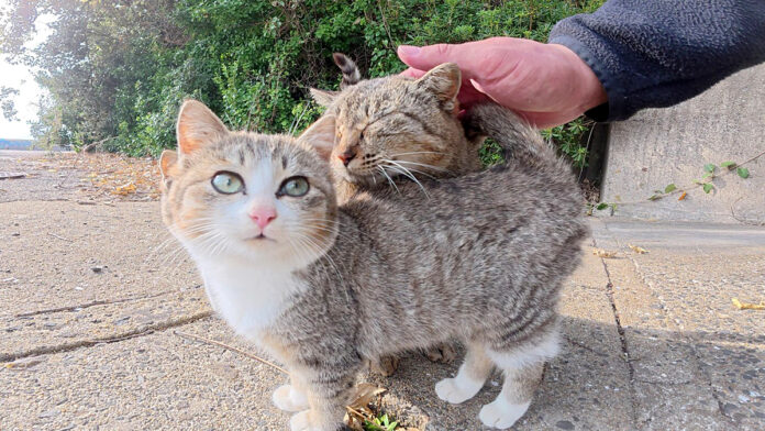 ママのことが大好きな子猫達