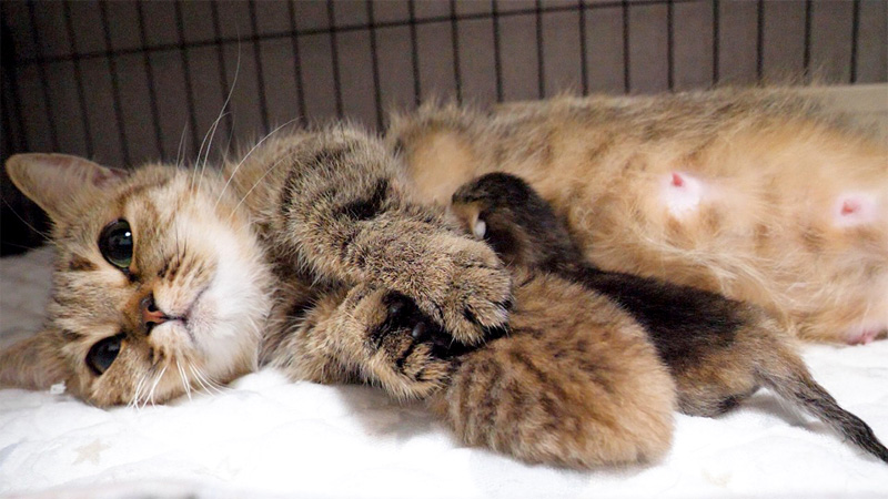 子猫を抱き寄せる母猫