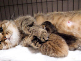 子猫を抱き寄せる母猫