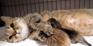 子猫を抱き寄せる母猫