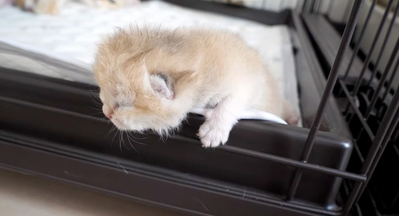 脱走しようとする子猫