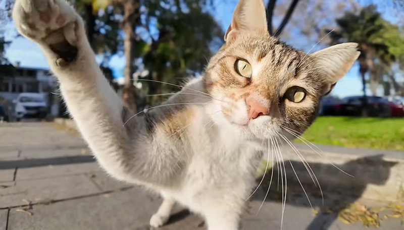 八つ当たりの猫パンチ