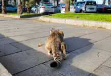 獲物を逃して怒りのパンチ!? 猫さんがカメラに八つ当たりしてきた! 獲物を狙う猫