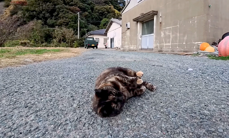 目の前で転がる猫
