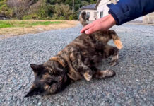 ナデナデされて転がる猫