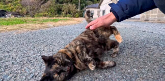 ナデナデされて転がる猫