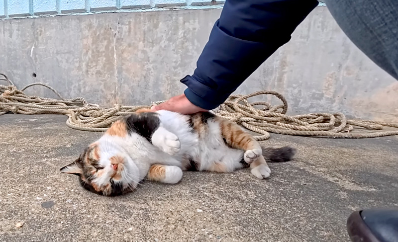 ゴロンゴロンする猫