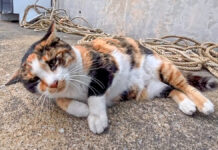 ゴロンゴロンする猫