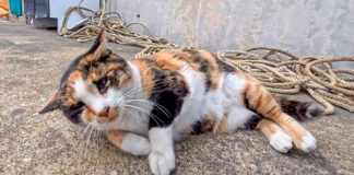 ゴロンゴロンする猫