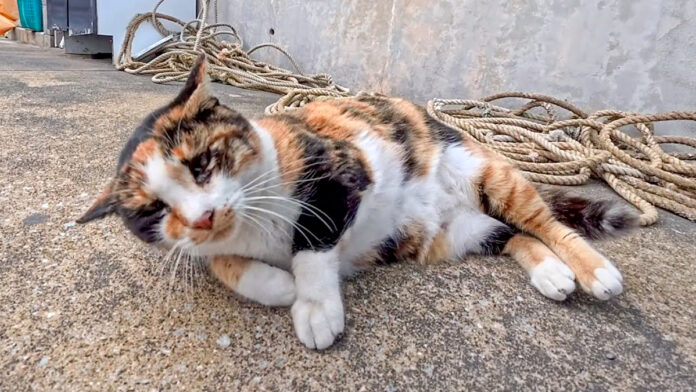 ゴロンゴロンする猫