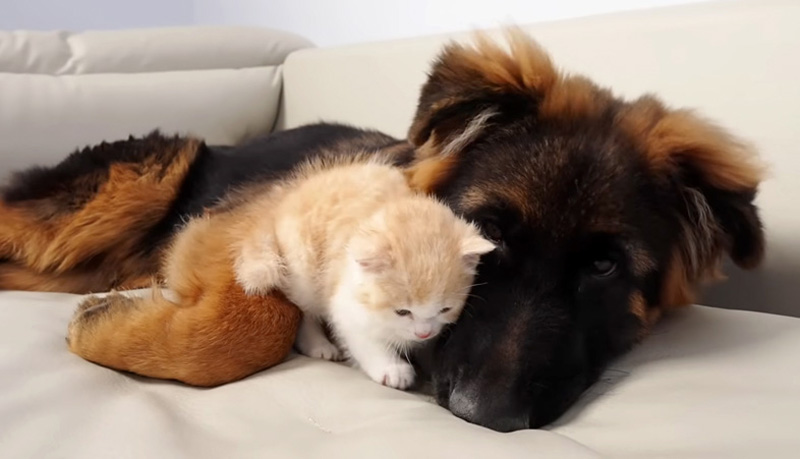 ジャーマンシェパードにくっつく子猫