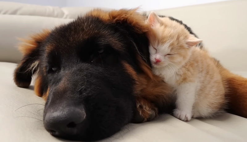 ジャーマンシェパードにくっつく子猫