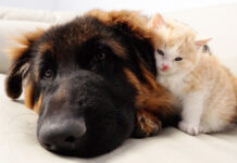 母親を亡くした幼い子猫はシェパードなしでは寝られない。愛情溢れるふたりの姿にホッとする ジャーマンシェパードなしでは寝られない子猫