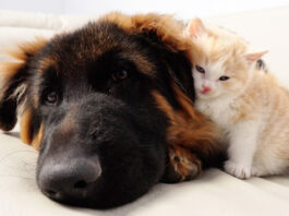 ジャーマンシェパードなしでは寝られない子猫